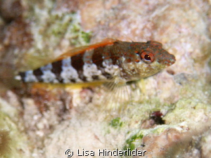 Saddle Blenny-Bari Reef by Lisa Hinderlider 